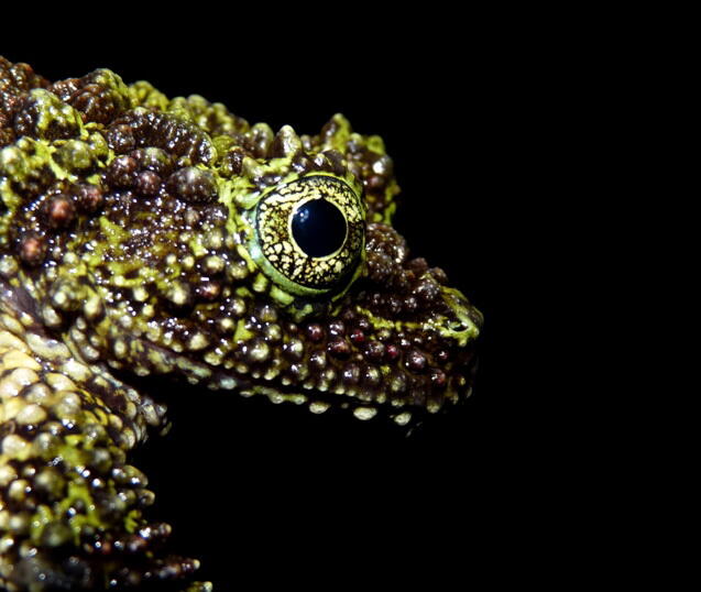 Gak Liat Nyesel, Katak Dan Kodok Paling Keren di Dunia