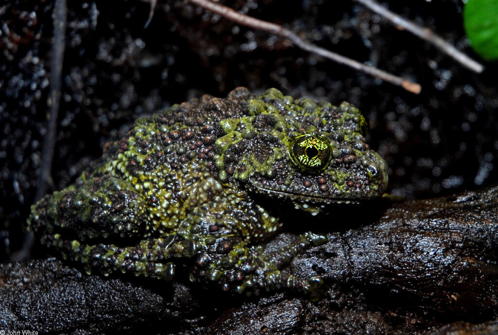 Gak Liat Nyesel, Katak Dan Kodok Paling Keren di Dunia