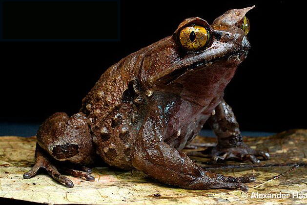 Gak Liat Nyesel, Katak Dan Kodok Paling Keren di Dunia