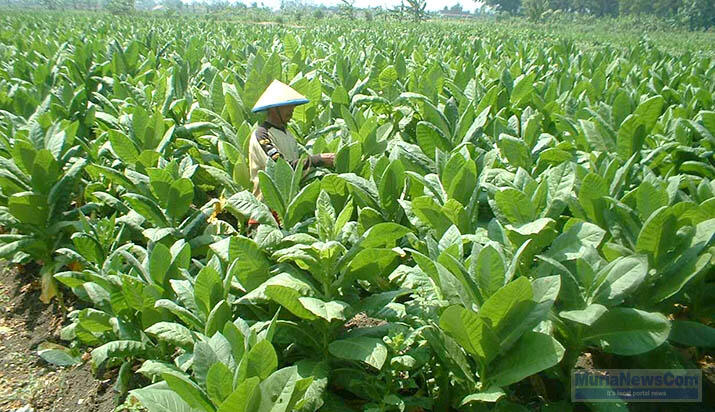 Petani Tembako