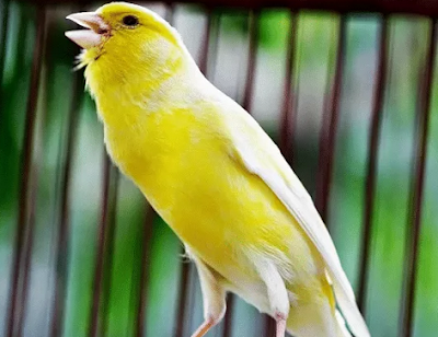 Cara Membuat Burung Kenari Gacor Lebih Cepat