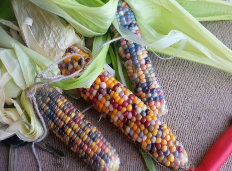 Mengenal Jagung Aneka Warna