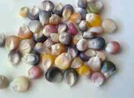 Mengenal Jagung Aneka Warna