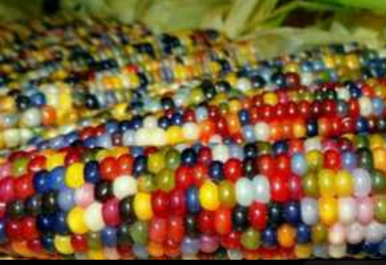 Mengenal Jagung Aneka Warna