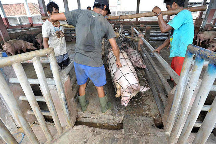 Masyarakat Diimbau Cek Kesehatan Babi sebelum Disembelih