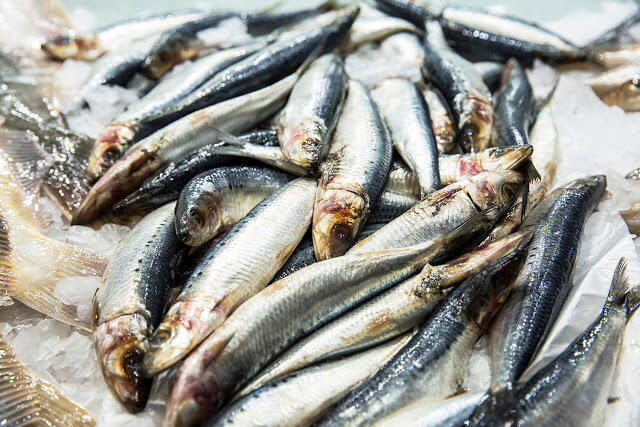 5 Manfaat Ikan Laut Untuk Kesehatan
