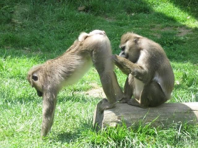 Fungsi Anus (jawa; silit) yang Nyaris Dilupakan Sejarah Hidup Homo Humoris