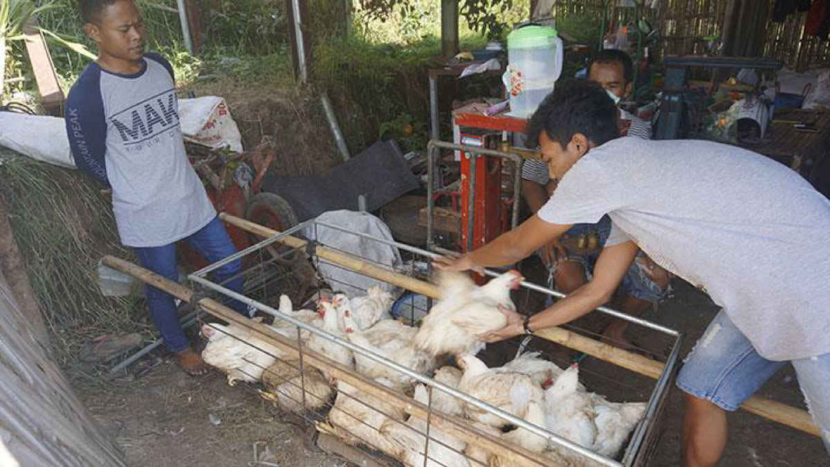 Brasil Kalahkan RI di WTO, Ayam Ras Impor Bakal Serbu Pasar Lokal