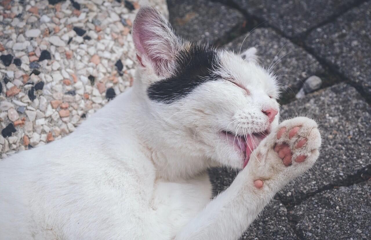 Kenapa Kucing Suka Jilat-jilat Badan Kamu? Apa karena Kamu Bau?