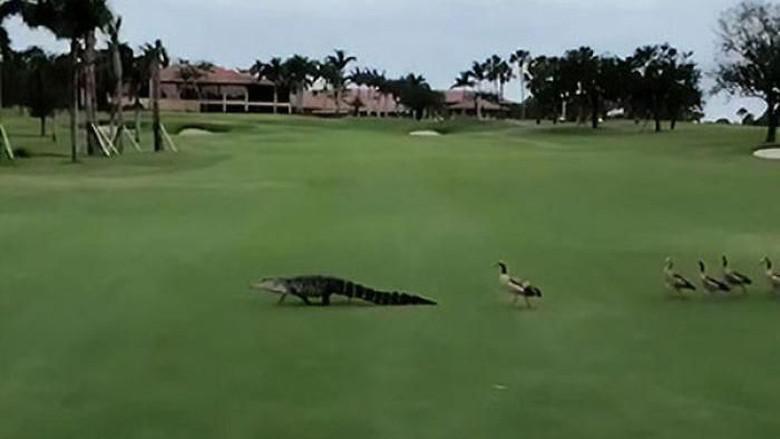 Viral Bebek Mengusir Aligator dengan Gagah, Benarkah ini Sengketa Lahan?