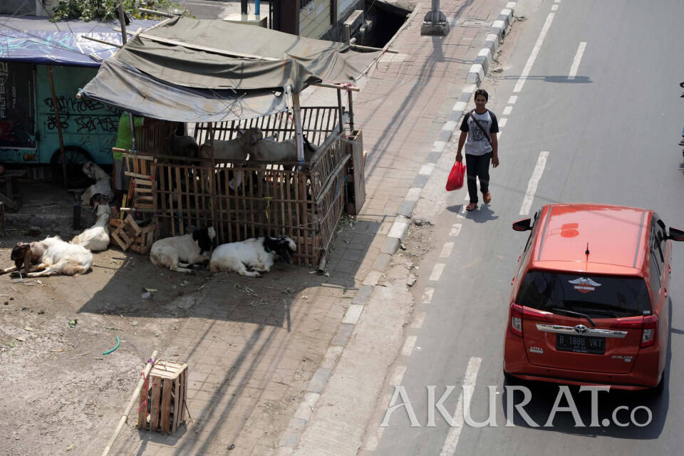 Sama Seperti Ahok, Anies Juga Larang Penjualan Hewan Kurban di Trotoar