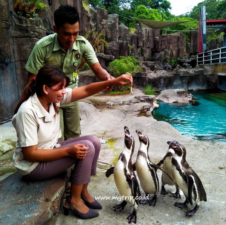 Sensasi Menginap Dikelilingi Savanah Afrika Lengkap di Baobab Safari Resort