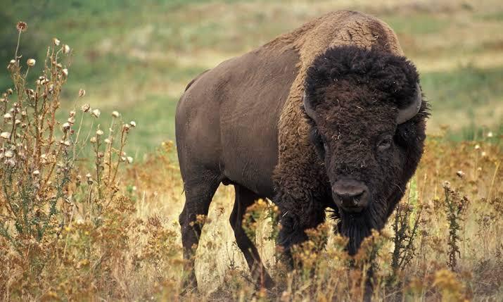 Viral Video Bocah Diseruduk Bison Sampai Terbang dan Nyungsep, Tragis Sekali!