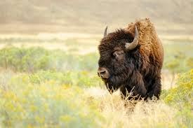 Viral Video Bocah Diseruduk Bison Sampai Terbang dan Nyungsep, Tragis Sekali!