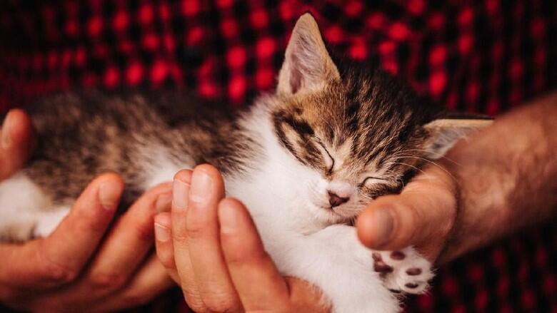 Viral Video Pria Makan Kucing Hidup-hidup di Kemayoran, Polisi Turun Tangan