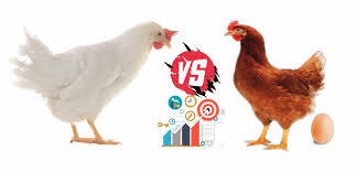 Sekilas Tentang Ayam, Apa Sih Itu???