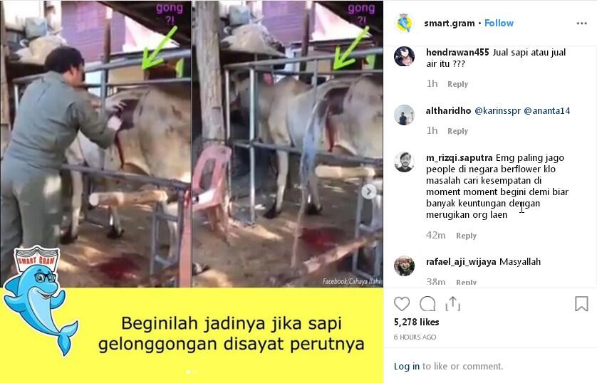 Viral Penampakan Derasnya Air Yang Keluar Dari Sayatan Perut Sapi Gelonggong