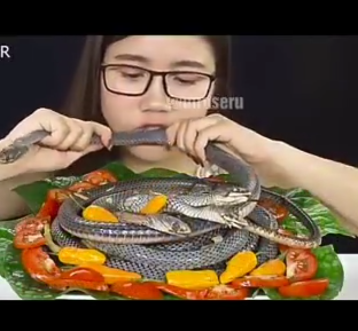 Dengan Lahapnya Perempuan Ini Memakan Ulat, Ular dan Biawak (Apakah Dia Sumanti?)