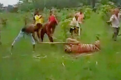 Balas Dendam, Warga Desa Pukuli Harimau Betina hingga Mati
