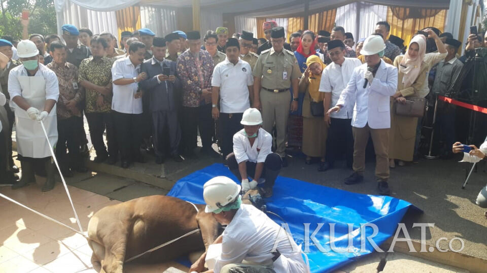 Anies Bagikan 1.110 Sertifikat Pemotongan Hewan Kurban