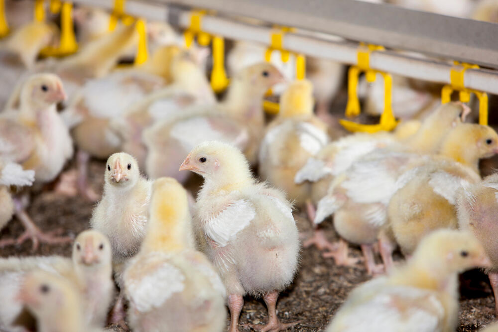 Ketahui 6 Faktor Mendasar Yang Menyebabkan Bibit Ayam (DOC) Broiler Gagal Tumbuh.