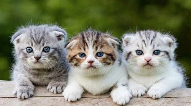 Makan Kucing Hidup-hidup, Abah Grandong Diduga Belajar Ilmu Hitam