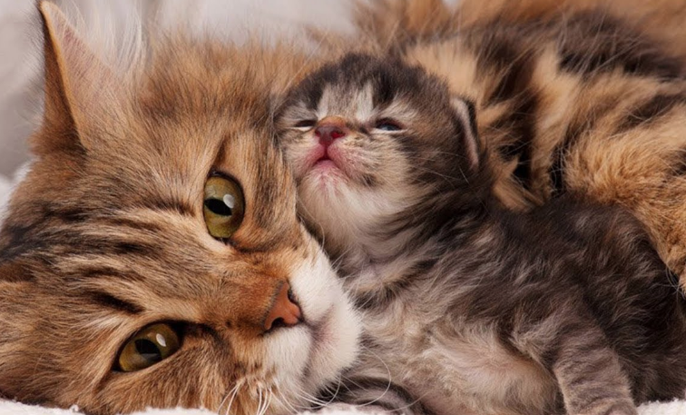 Makan Kucing Hidup-hidup, Abah Grandong Diduga Belajar Ilmu Hitam