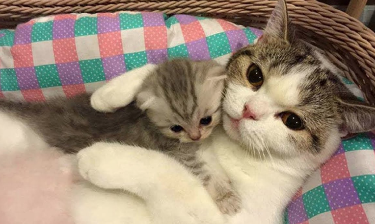 Makan Kucing Hidup-hidup, Abah Grandong Diduga Belajar Ilmu Hitam
