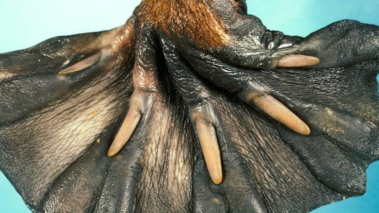 9 Fakta Unik Tentang Hewan yang Belum Banyak Kalian Tahu