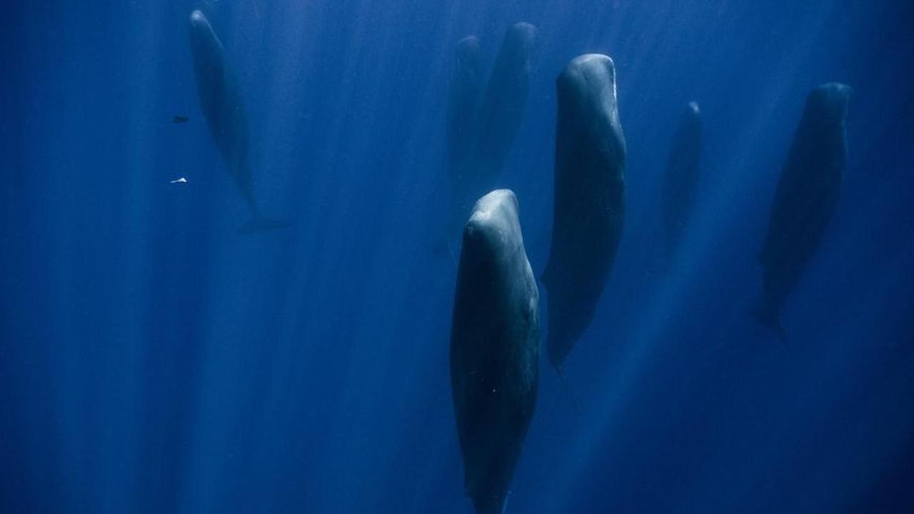 9 Fakta Unik Tentang Hewan yang Belum Banyak Kalian Tahu