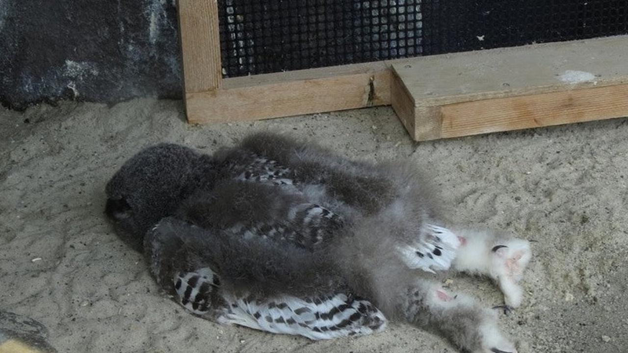 9 Fakta Unik Tentang Hewan yang Belum Banyak Kalian Tahu