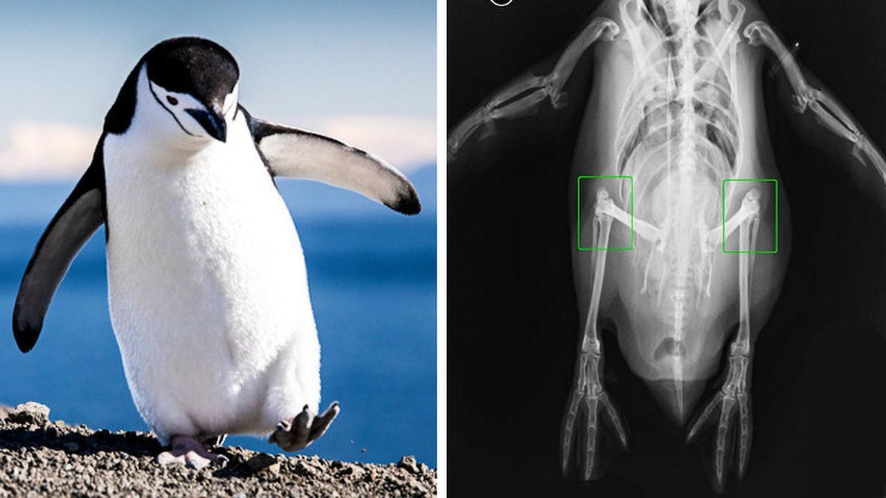 9 Fakta Unik Tentang Hewan yang Belum Banyak Kalian Tahu