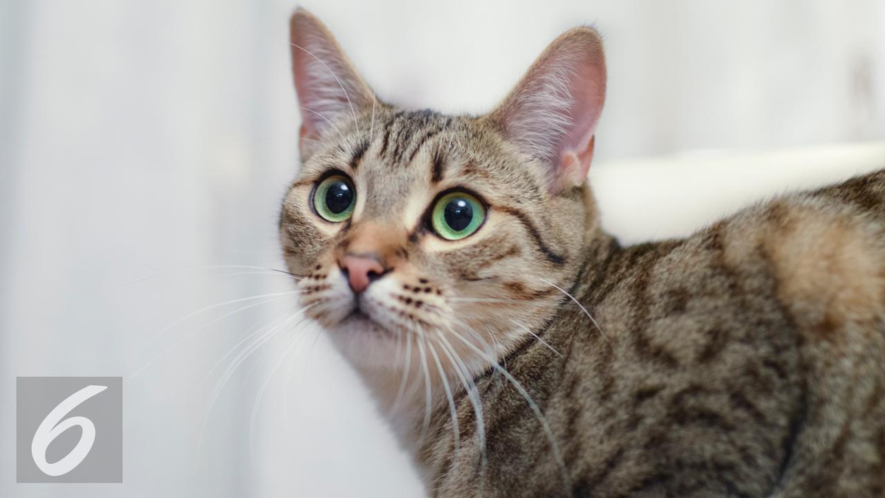 9 Fakta Unik Tentang Hewan yang Belum Banyak Kalian Tahu