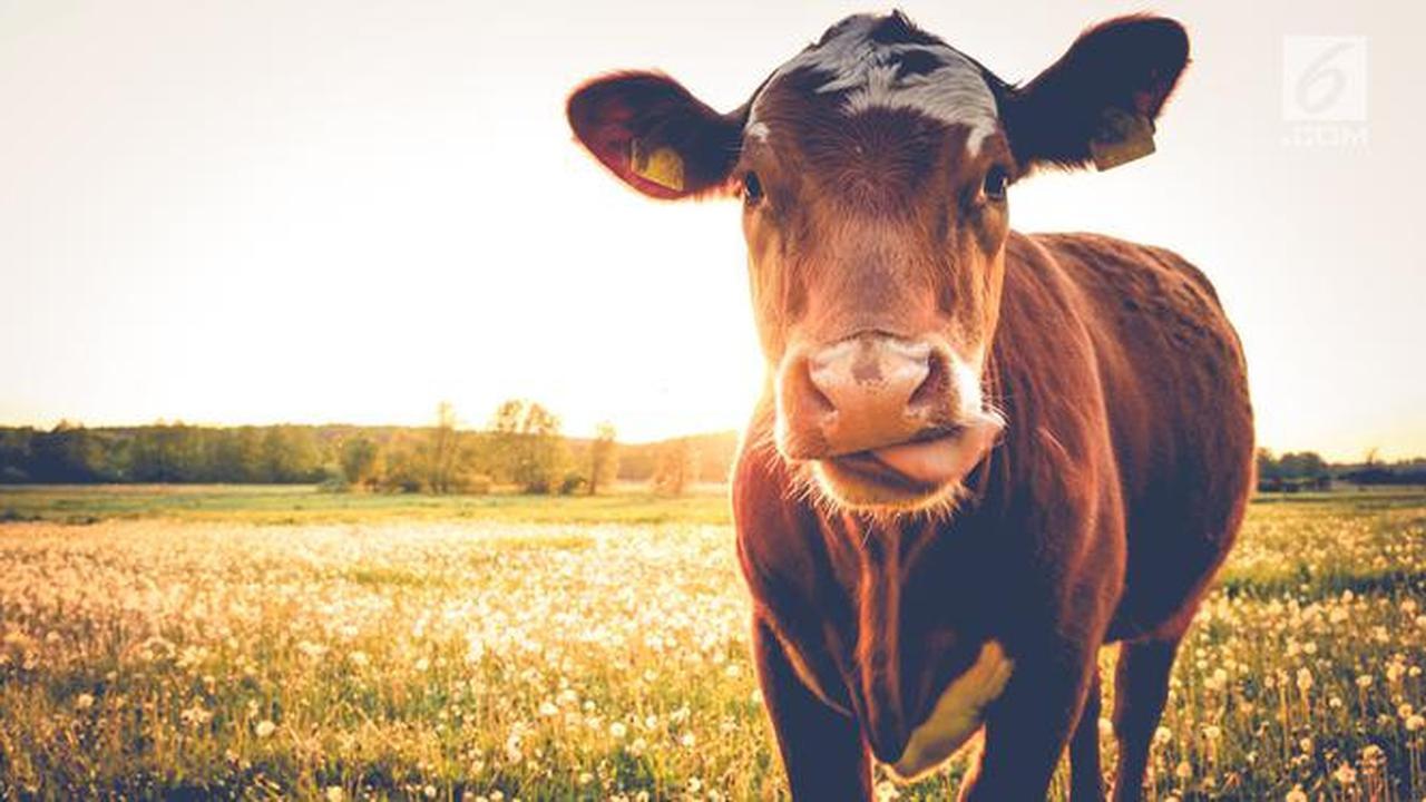 9 Fakta Unik Tentang Hewan yang Belum Banyak Kalian Tahu