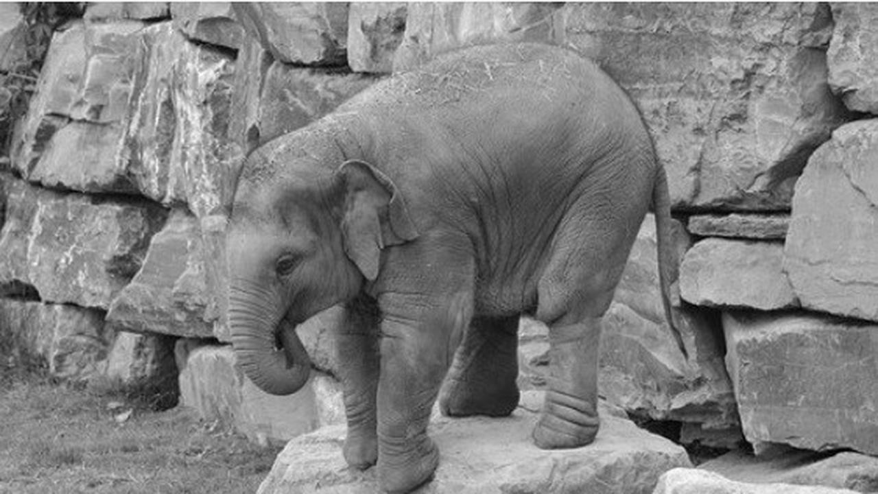 9 Fakta Unik Tentang Hewan yang Belum Banyak Kalian Tahu