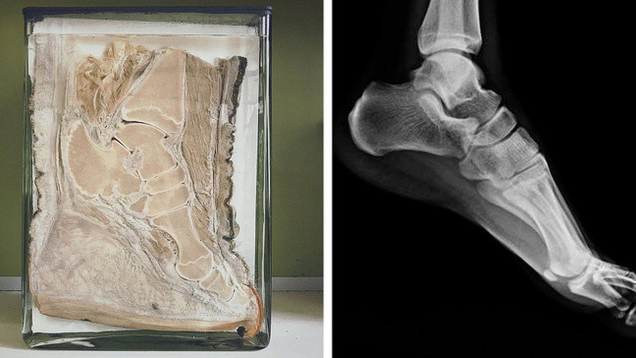 9 Fakta Unik Tentang Hewan yang Belum Banyak Kalian Tahu