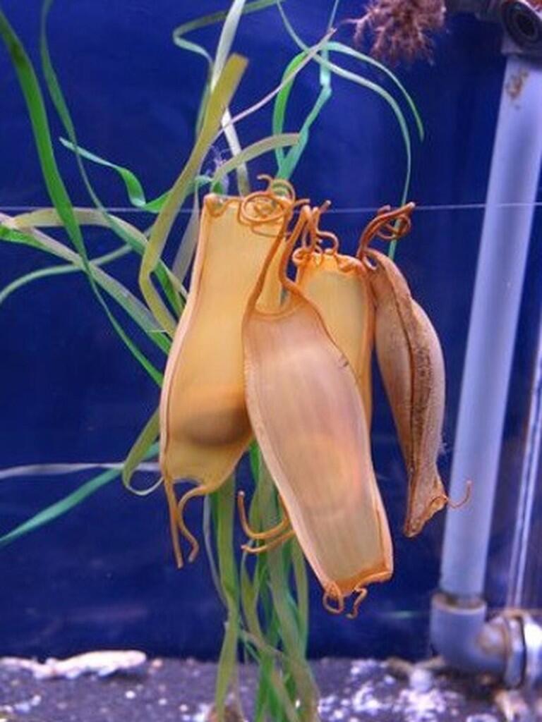 9 Fakta Unik Tentang Hewan yang Belum Banyak Kalian Tahu