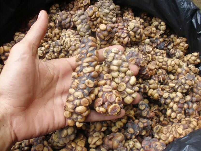 Menengok Sentra Kopi Luwak Jember