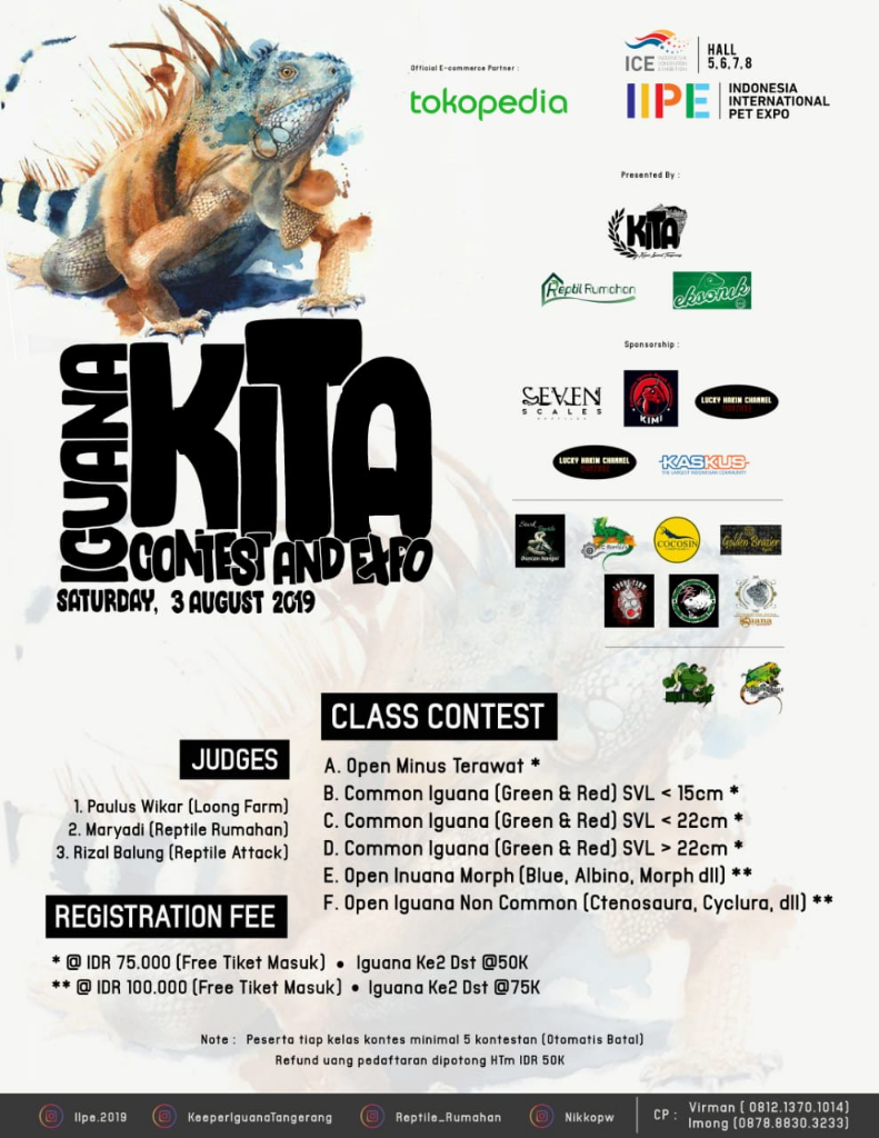 kontes iguana KITA