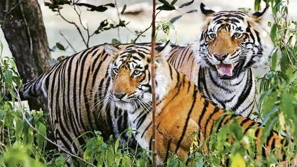Disaat Populasi Harimau Indonesia Menurun, Di Negara ini Malah Meningkat