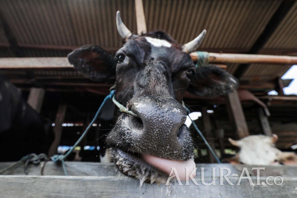 Minta Sapi ke Pedagang, Camat Matraman Diperiksa BKD DKI