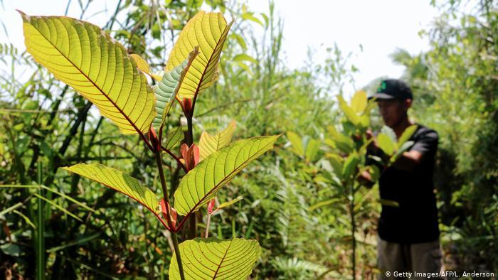 Daun Kratom, Obat Herbal Penurun Berat Badan Dengan Efek Seperti Narkoba!