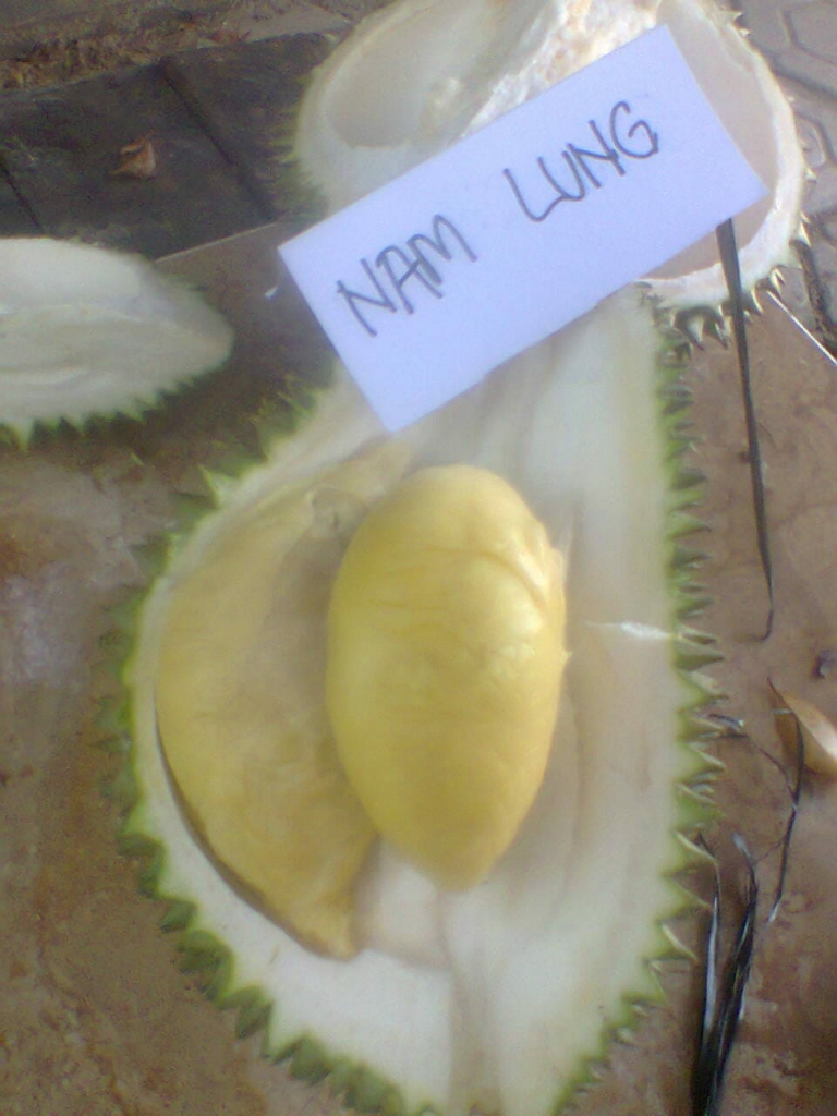 &#91;PENAWARAN&#93; BIBIT DUREN UNGGUL