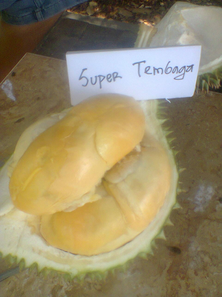 &#91;PENAWARAN&#93; BIBIT DUREN UNGGUL