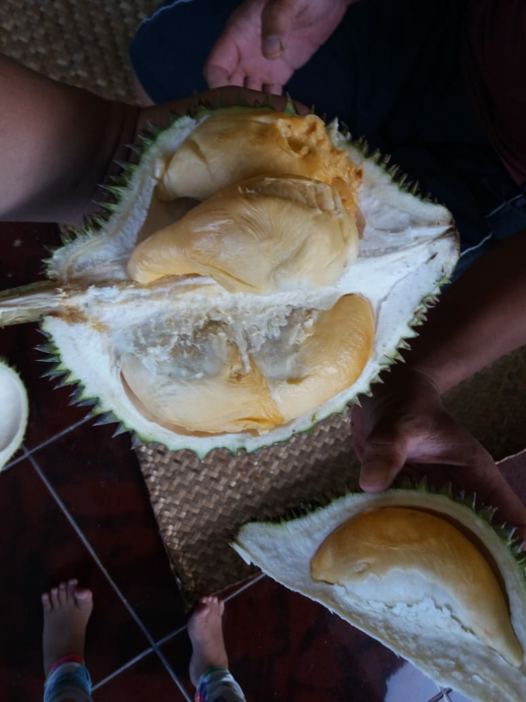 &#91;PENAWARAN&#93; BIBIT DUREN UNGGUL