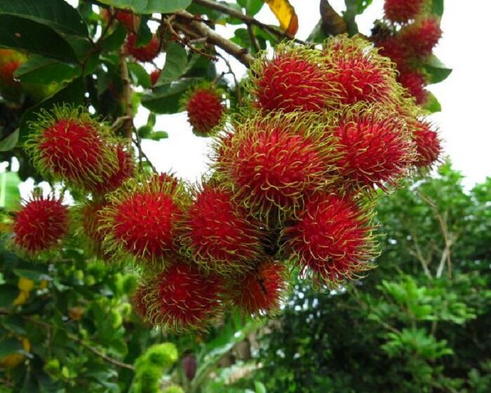 rambutan adalah buah yang bermnfaat bagi tubuh