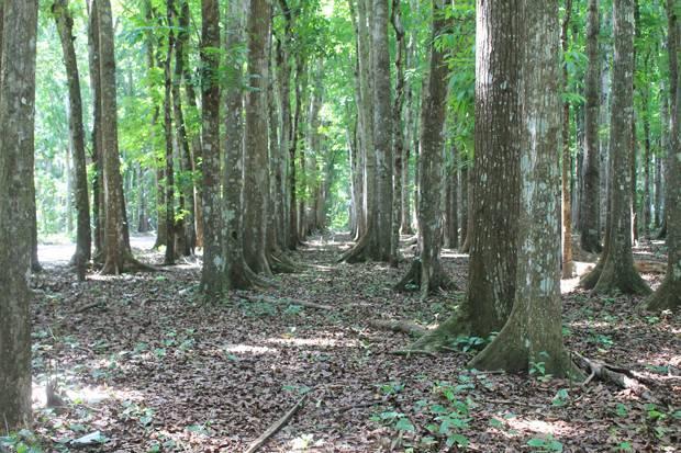 Reforma Agraria, Pemerintah Siapkan 1,3 Juta Hektare Hutan