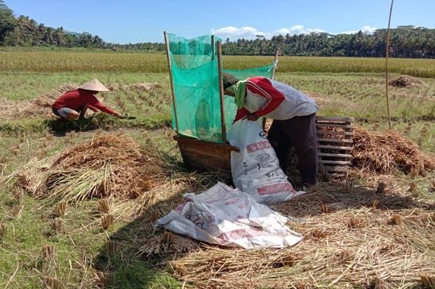 Hasil Panen Padi di Pangandaran Semester I Capai Satu Ton Lebih