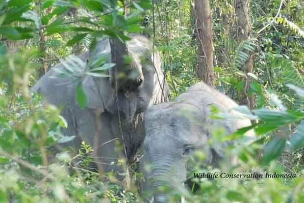 Kebakaran Lahan Picu Konflik Manusia dan Gajah di Riau