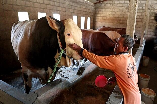 2 Sapi Kurban Presiden Jokowi di Solo Beratnya di Atas 1 Ton
